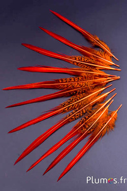 Faisan doré queue - 15-20 cm - orange-rouge